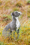 American Bully