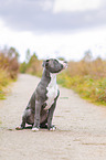 American Bully