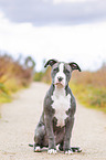 American Bully