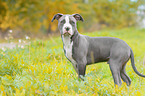 American Bully