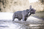 male American Bully XL