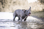 male American Bully XL