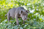 American Bully XL Puppy