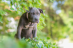 American Bully XL Puppy