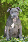 American Bully XL Puppy