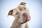 American Bully Pocket Portrait