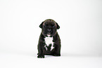 American Bully XL Puppy