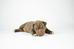 American Bully XL Puppy