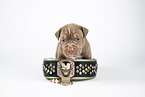 American Bully XL Puppy