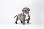 American Bully XL Puppy