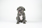 American Bully XL Puppy