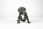 American Bully XL Puppy