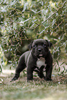 American Bully XL Puppy