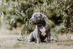 American Bully XL Puppy