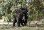 American Bully XL Puppy