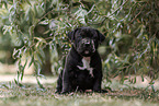 American Bully XL Puppy