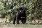 American Bully XL Puppy