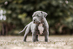 American Bully XL Puppy