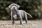 American Bully XL Puppy