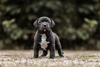 American Bully XL Puppy