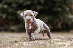 American Bully XL Puppy