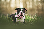 American Bully