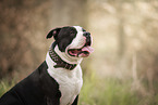 American Bully