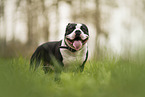 American Bully