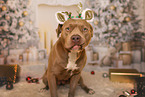 American Bully
