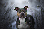 American Bully
