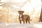 American Bully