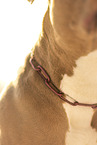 American Bully