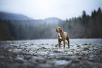 American Bully