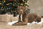 American Bully