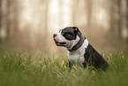 American Bully