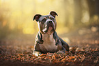 American Bully
