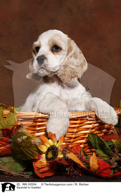 American Cocker Spaniel im Krbchen / Spaniel in basket / RR-16554