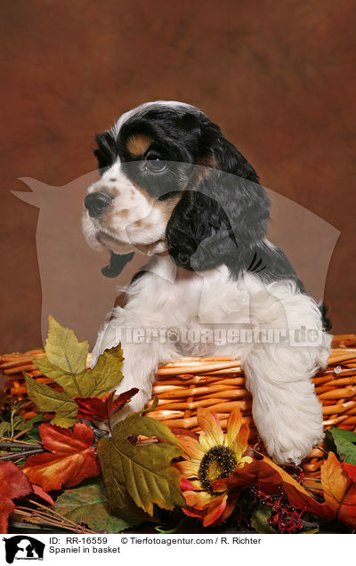 American Cocker Spaniel im Krbchen / Spaniel in basket / RR-16559