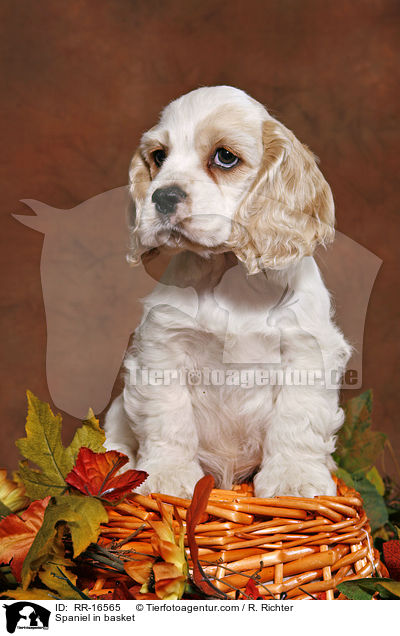 American Cocker Spaniel im Krbchen / Spaniel in basket / RR-16565