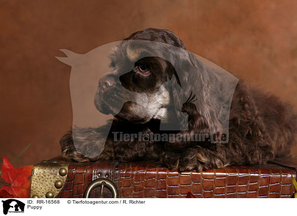 American Cocker Spaniel Welpe / Puppy / RR-16568
