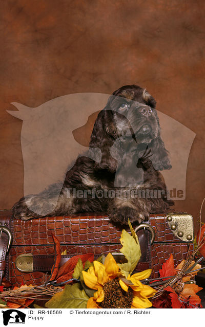 American Cocker Spaniel Welpe / Puppy / RR-16569