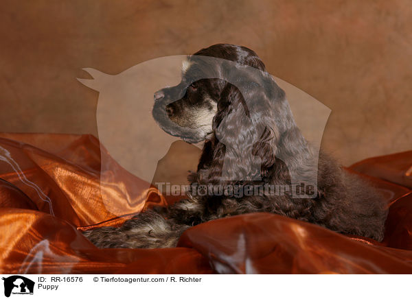 American Cocker Spaniel Welpe / Puppy / RR-16576