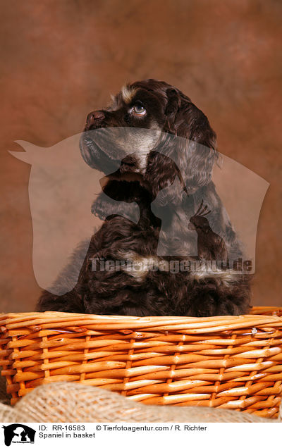 American Cocker Spaniel im Krbchen / Spaniel in basket / RR-16583