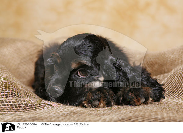 American Cocker Spaniel Welpe / Puppy / RR-16604