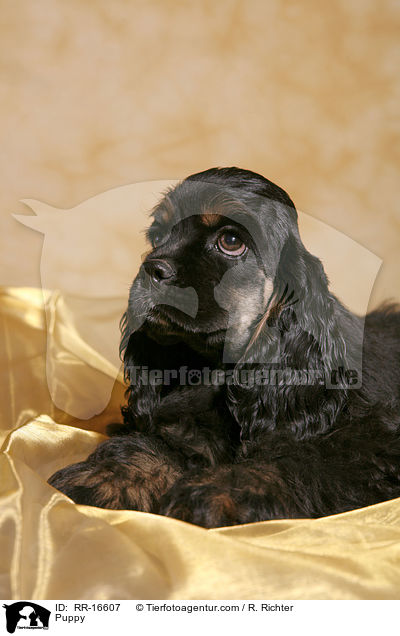 American Cocker Spaniel Welpe / Puppy / RR-16607
