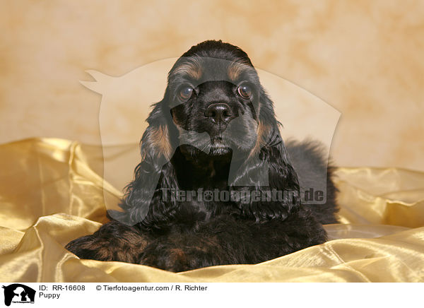 American Cocker Spaniel Welpe / Puppy / RR-16608