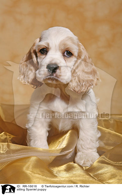 sitzender American Cocker Spaniel Welpe / sitting Spaniel puppy / RR-16616