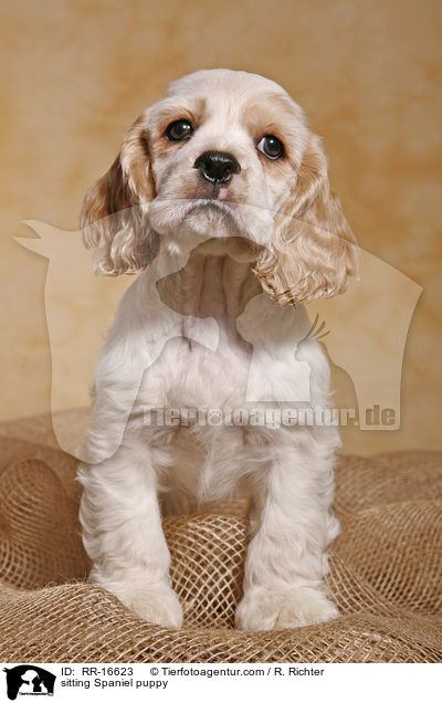 sitzender American Cocker Spaniel Welpe / sitting Spaniel puppy / RR-16623
