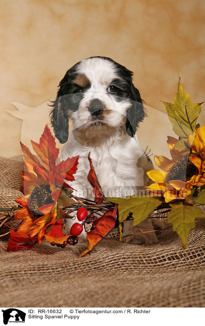 sitzender American Cocker Spaniel / Sitting Spaniel Puppy / RR-16632