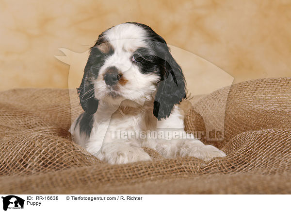American Cocker Spaniel Welpe / Puppy / RR-16638